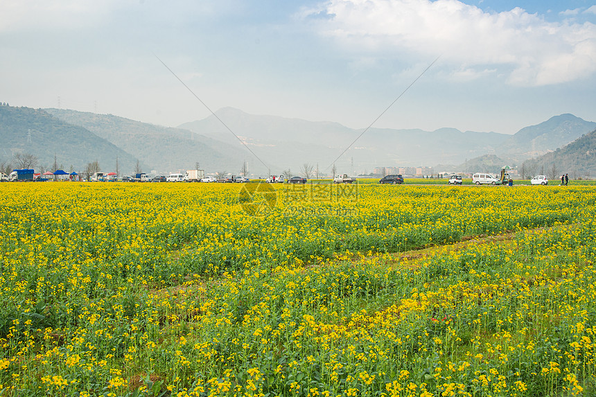 瑞安市桐浦油菜花田图片