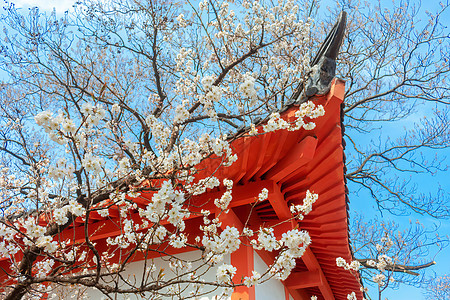 南京玄武湖樱桃园春天樱花与古建筑图片