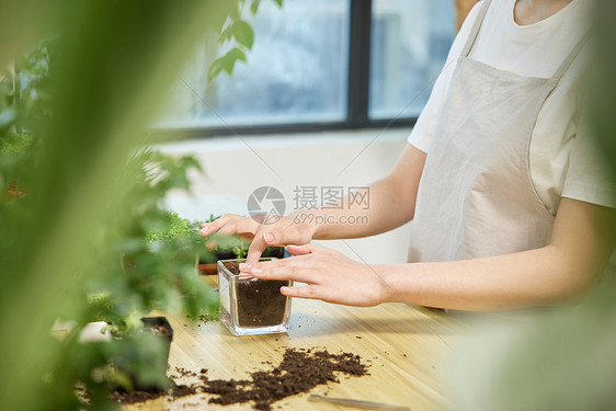 制作盆栽手部特写图片