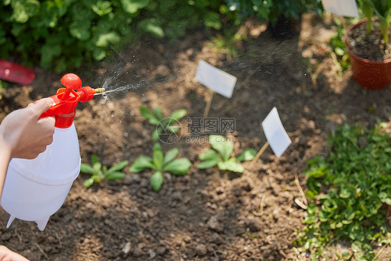 使用喷壶给植物洒水特写图片