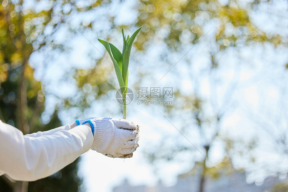 双手捧着花苗的手图片