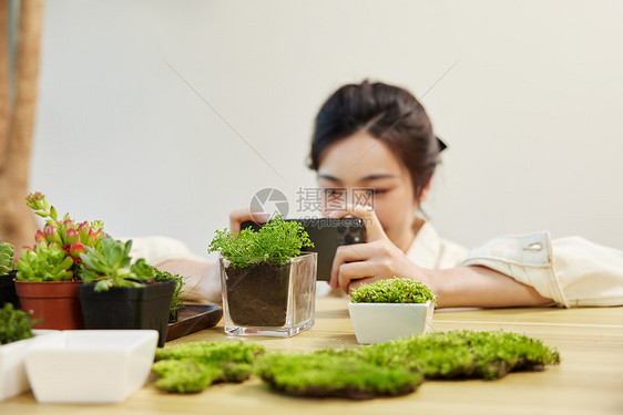 女性使用手机给植物拍照图片