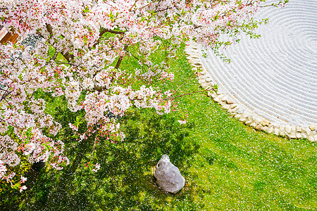 节气节日春日草坪上盛开的樱花背景