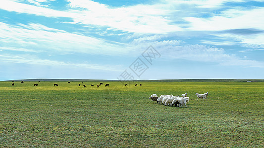 蓝天白云下草原上的羊群和牛群图片