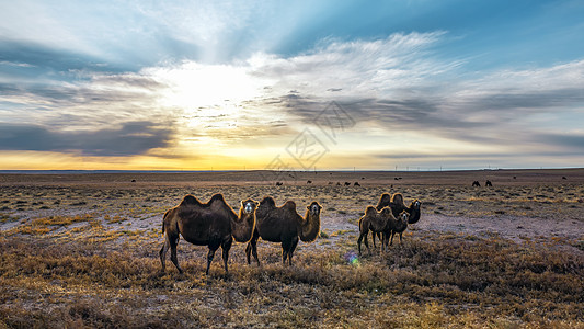 格根塔拉草原春季上的骆驼图片