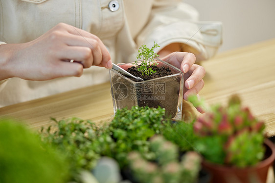 制作植物盆景手部特写图片