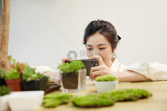 用手机给盆栽拍照的女性图片
