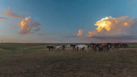 诗画插图夕阳下草原上的马群和风车背景