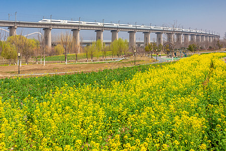 油菜花田与疾驰的高铁图片