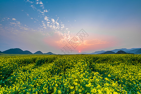 云南罗平金鸡峰油菜花海景区图片