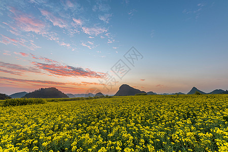 云南罗平金鸡峰油菜花海景区图片