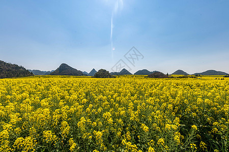 云南罗平金鸡峰油菜花海景区图片