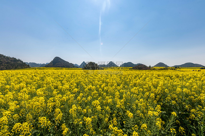 云南罗平金鸡峰油菜花海景区图片