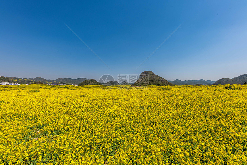 云南罗平金鸡峰油菜花海景区图片