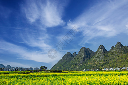 春天出游欣赏盛开的油菜花图片