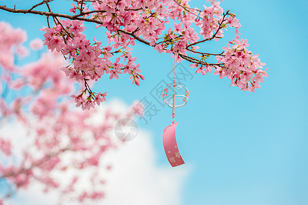 春天的樱花与风铃高清图片