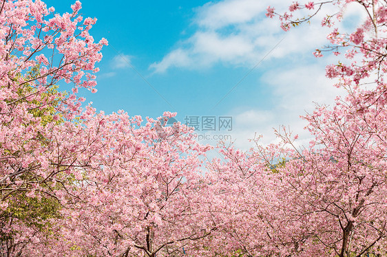 春日漫天樱花图片