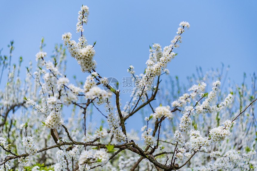 春天樱花梨花摄影图图片