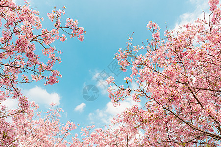 春天粉色浪漫樱花背景图片