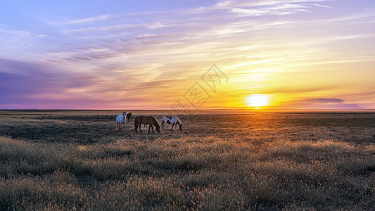 夕阳下草原上的骏马内蒙古辉腾锡勒背景图片