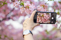 使用手机拍摄樱花特写图片