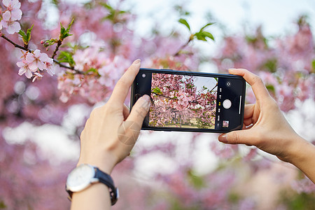 手机使用使用手机拍摄樱花背景
