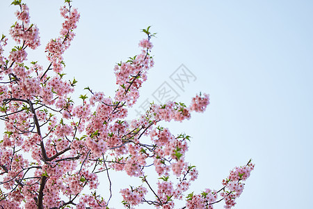 】春天盛开的樱花图片
