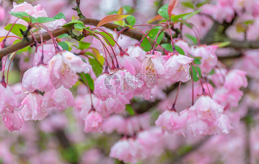 雨水中的海棠花图片