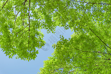 蓝天下碧绿的树叶背景图片