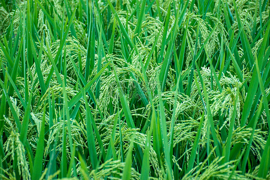 绿色新生的稻穗图片