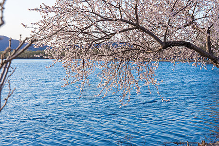 春天北京颐和园湖边开放的桃花图片