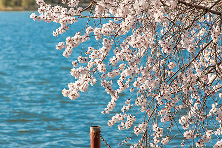 春天北京颐和园湖边开放的桃花图片