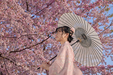 日本 樱花穿和服的樱花少女背景