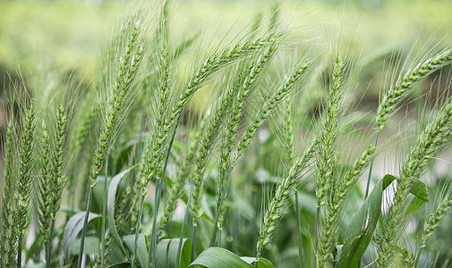 小麦春天背景