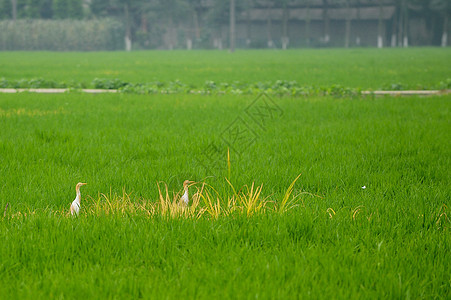 稻田中的白鹭图片