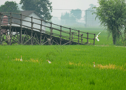 小满鸟稻田中的白鹭背景