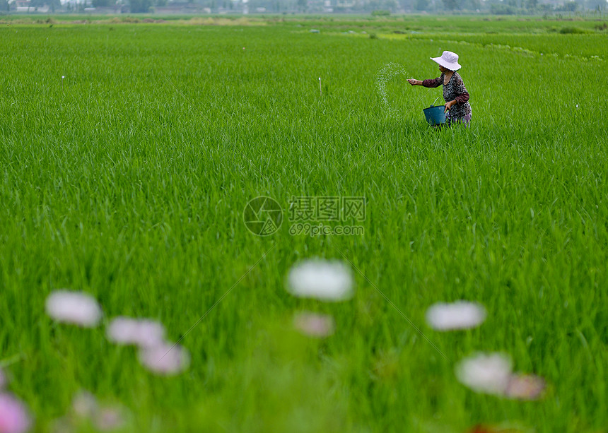 农民在稻田中施肥图片