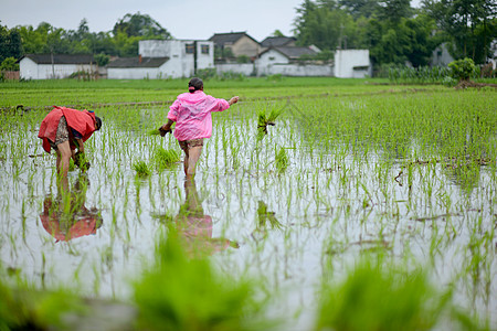 村民在稻田里插秧图片