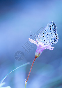 唯美昆虫摄影蝴蝶采蜜微距高清摄影图背景图片