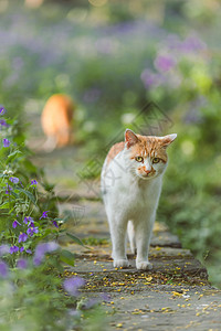 花田小路上的可爱猫咪图片