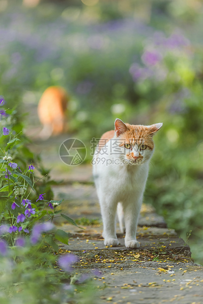 花田小路上的可爱猫咪图片