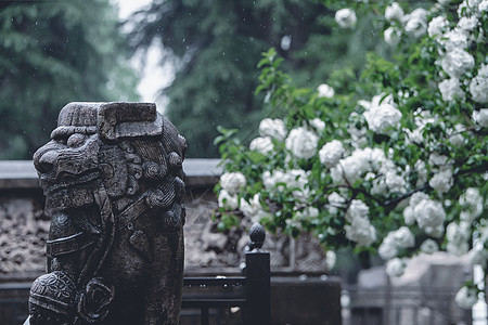 雨中的午朝门绣球花图片