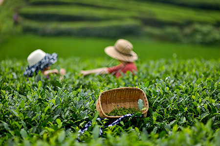 二十四节气立夏采摘春茶背景