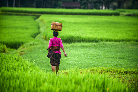 一名巴厘岛妇女顶着竹篮行走在稻田间图片
