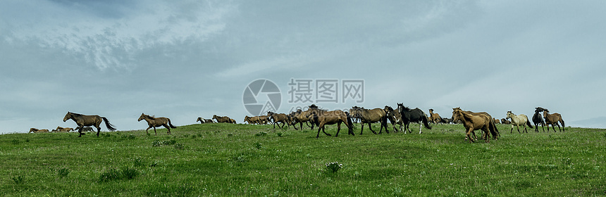 内蒙古高山草原牧场马群图片