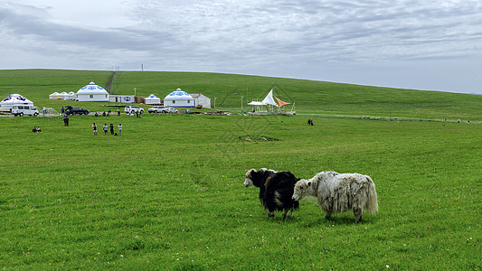 内蒙古高山牧场牦牛图片