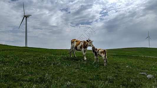 内蒙古高山牧场青草牛背景图片