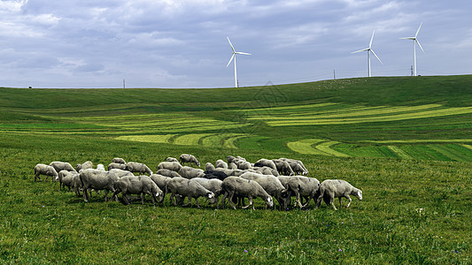 内蒙古高山牧场羊群图片