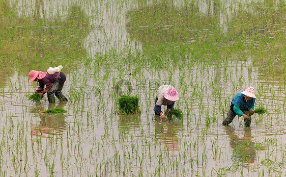 农民在稻田里栽种水稻图片