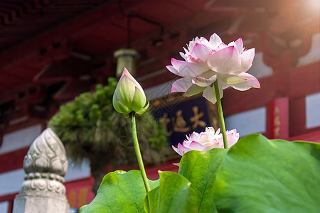 夏日荷花荷叶图片